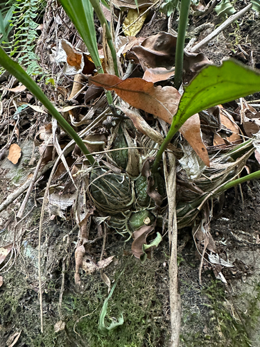 Stanhopea tigrina, photograph 2