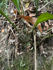 Stanhopea tigrina, photograph (c) Peter Quakenbush, some rights reserved (CC BY)