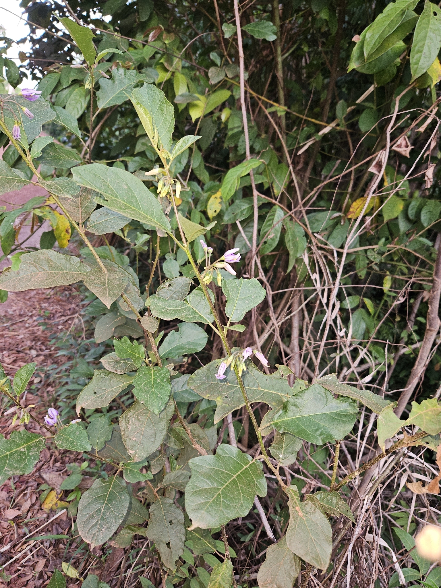 Solanum subinerme