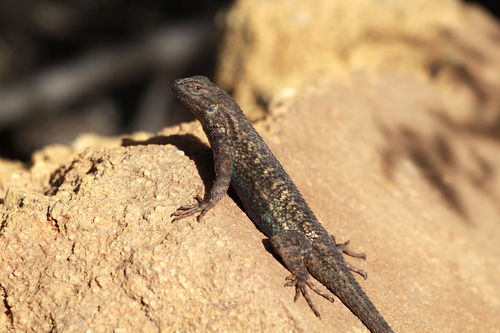 iNaturalist observation photo of Western Fence Lizard