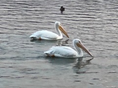 Pelecanus erythrorhynchos