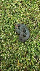 Drymobius margaritiferus