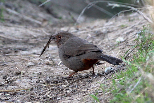 iNaturalist observation photo of California Towhee