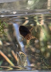 Pelocoris biimpressus biimpressus