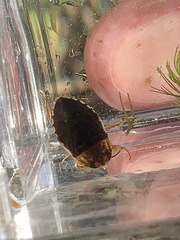 Pelocoris biimpressus biimpressus