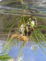 Pelocoris biimpressus biimpressus