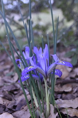 Iris histrio