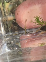 Pelocoris biimpressus biimpressus