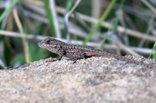 iNaturalist observation photo of Western Fence Lizard