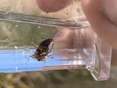 Pelocoris biimpressus biimpressus