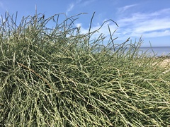 Ephedra tweedieana