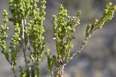 Erica similis