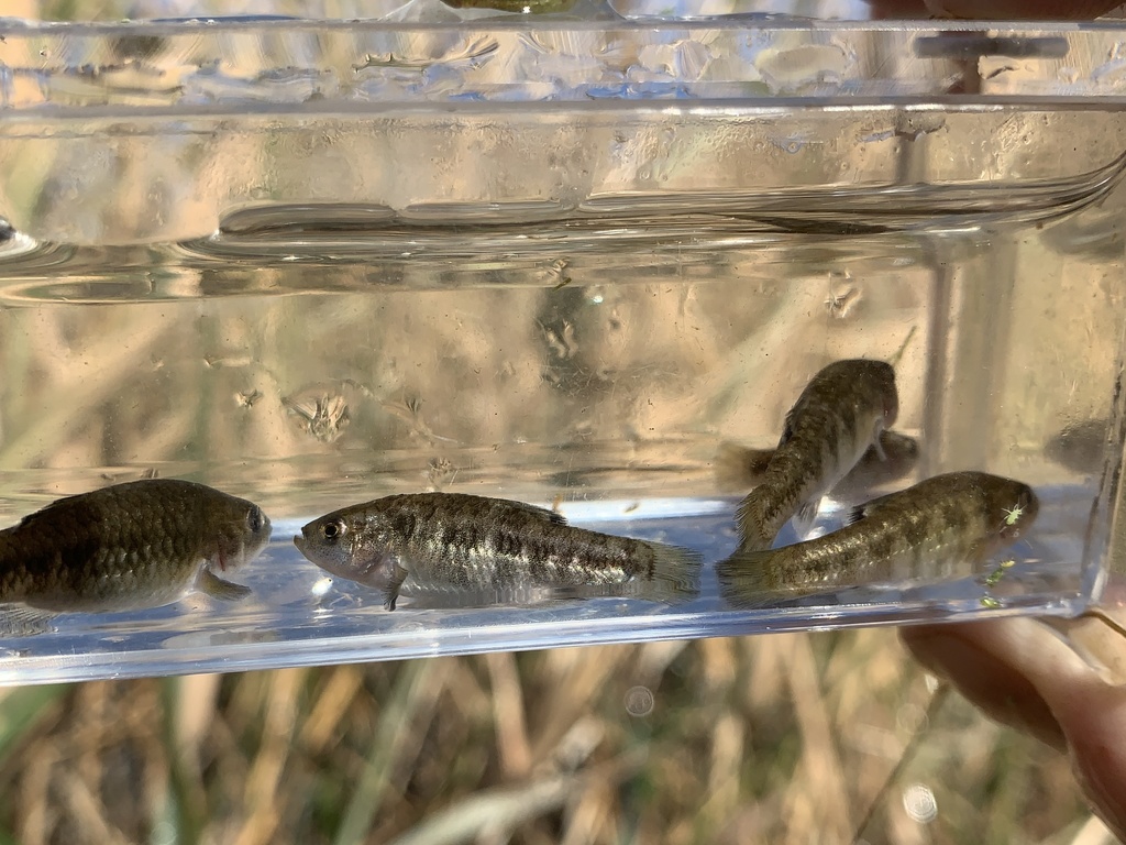 Amargosa pupfish (Cyprinodon nevadensis) — Cyprinodontidae
