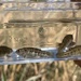 Saratoga Springs Pupfish - Photo (c) Corey Lange, some rights reserved (CC BY-NC), uploaded by Corey Lange