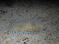 Liachirus melanospilos