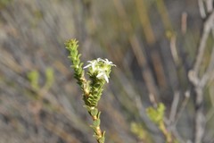 Euchaetis pungens
