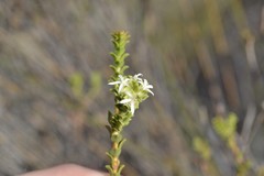 Euchaetis pungens