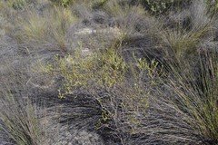 Euchaetis pungens