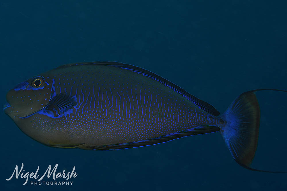 Bignose unicornfish (Naso vlamingii) — Acanthuridae