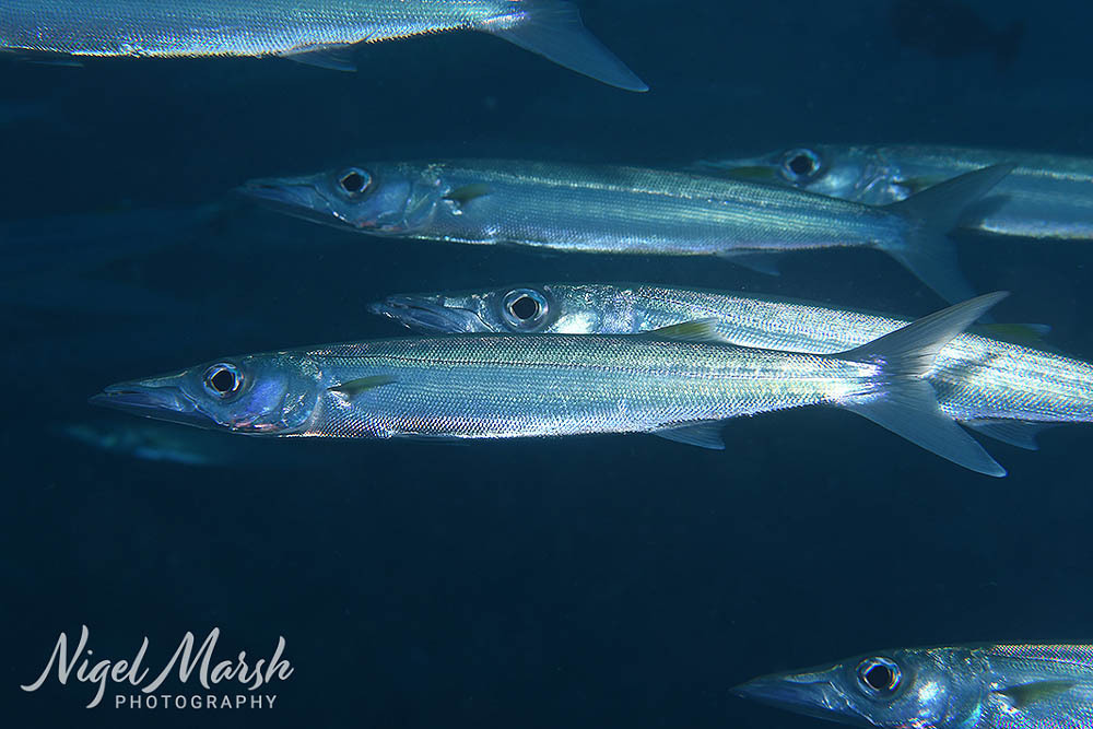 Bigeye barracuda (Sphyraena forsteri) — Sphyraenidae