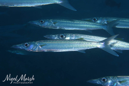 Bigeye barracuda (Sphyraena forsteri) — Sphyraenidae
