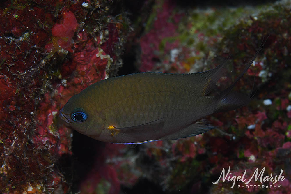 Ambon chromis (Chromis amboinensis) — Pomacentridae