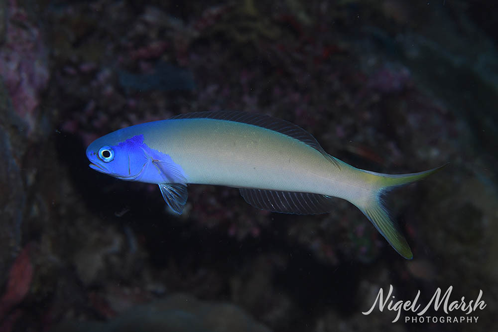 Blue tilefish (Hoplolatilus starcki) — Malacanthidae