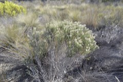 Trichocephalus stipularis