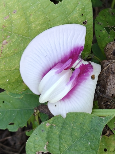 Centrosema plumieri, photograph 4
