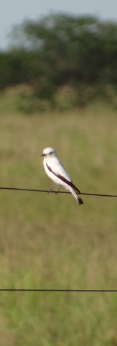 White Monjita