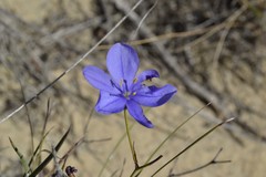 Aristea dichotoma