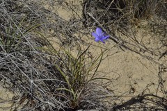 Aristea dichotoma