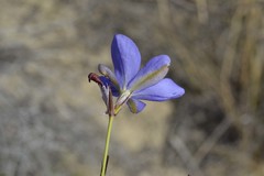 Aristea dichotoma