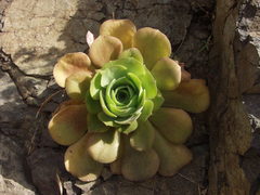 Aeonium canariense subsp. christii image