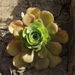 Aeonium canariense christii - Photo no rights reserved, uploaded by Ina