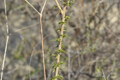 Prismatocarpus brevilobus