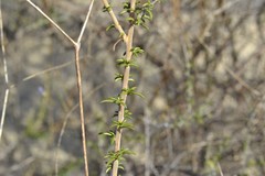 Prismatocarpus brevilobus