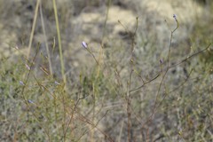 Prismatocarpus brevilobus