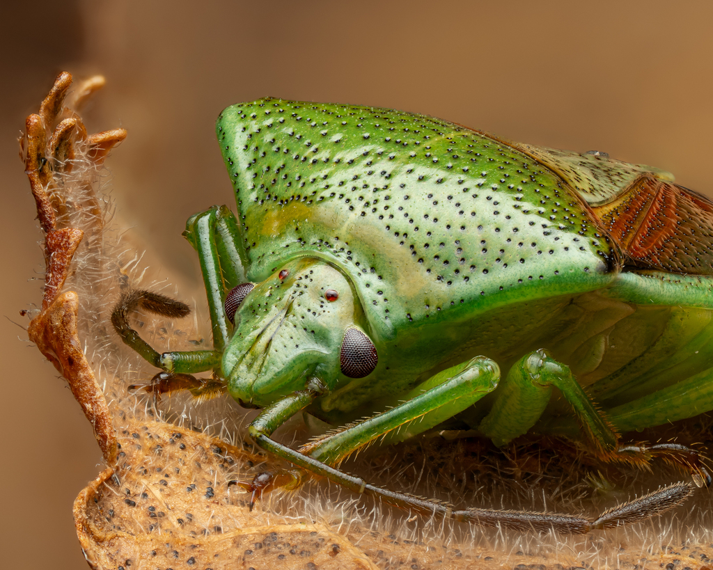 Acanthosomatinae