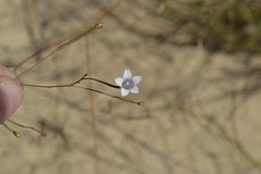 Prismatocarpus brevilobus