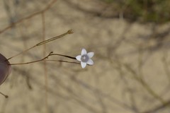 Prismatocarpus brevilobus