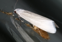 Scirpophaga