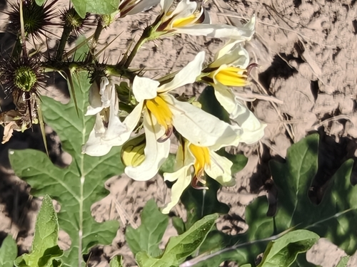 Solanum grayi, photograph 6