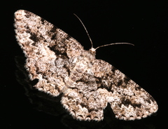 Hypomecis externaria