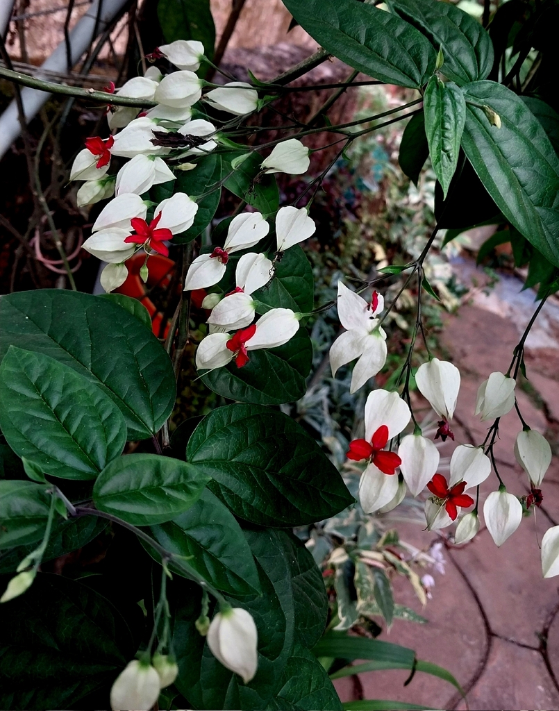 Ngọc nữ trắng – Clerodendrum thomsoniae