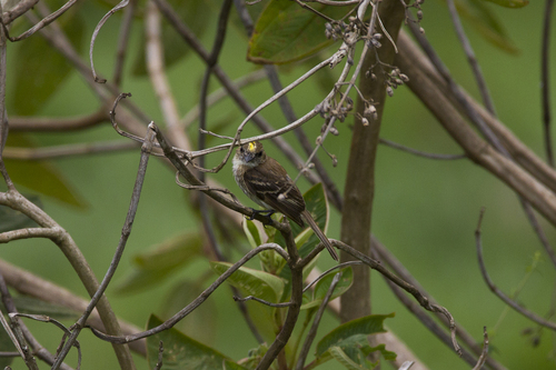 Bran-colored Flycatcher