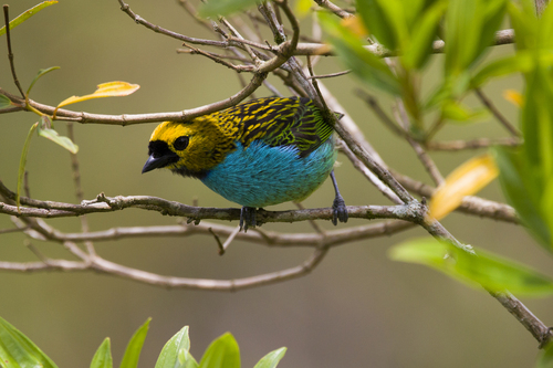 Gilt-edged Tanager