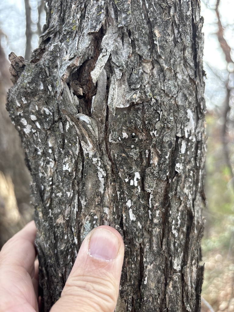 Dendrothele jacobi · January 2026 · photo: © sambiology (iNaturalist, cc-by)