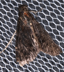 Araeopaschia demotis