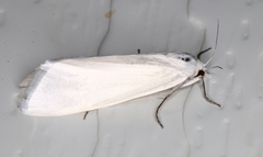 Scirpophaga